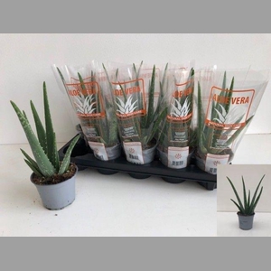 ALOE VERA