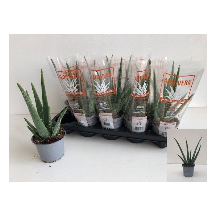 <h4>ALOE VERA</h4>