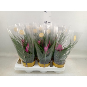 Tillandsia cyanea 'Josee'