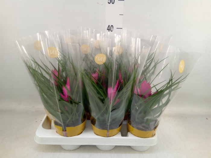 <h4>Tillandsia cyanea 'Josee'</h4>