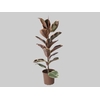 FICUS ELASTICA RUBY P24