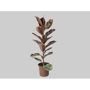 FICUS ELASTICA RUBY P24