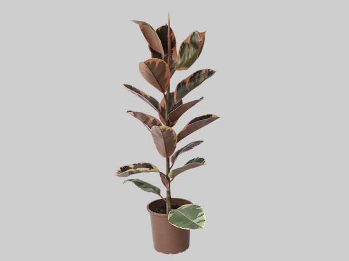 FICUS ELASTICA RUBY P24