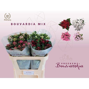 Bouvardia do exclusive mix in bucket