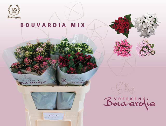 <h4>Bouvardia do exclusive mix in bucket</h4>