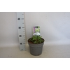 vaste planten 19 cm  Geranium Bloom Me Away