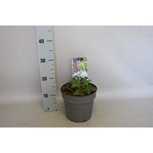 vaste planten 19 cm  Geranium Bloom Me Away