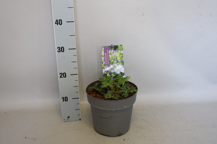 <h4>vaste planten 19 cm  Geranium Bloom Me Away</h4>