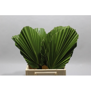 Washingtonia Geknipt Kort