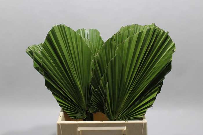 <h4>Washingtonia Geknipt Kort</h4>