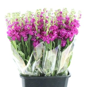 Matth Incana Iron Deep Pink