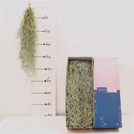 <h4>Till Usneoides</h4>