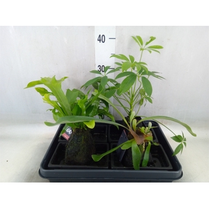 Arr.   Kamerplant Groen H%