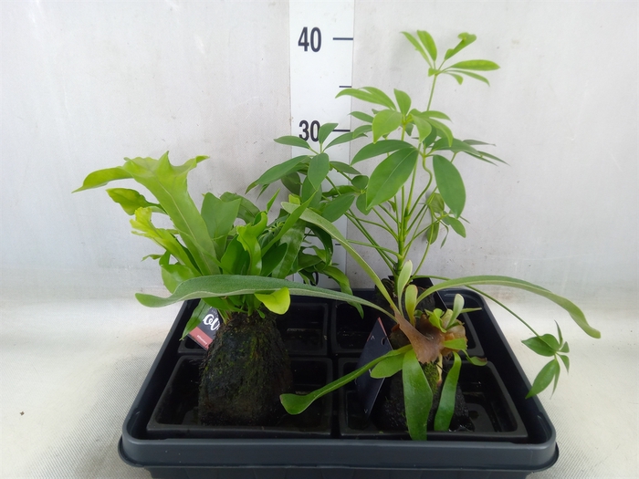 <h4>Arr.   Kamerplant Groen H%</h4>