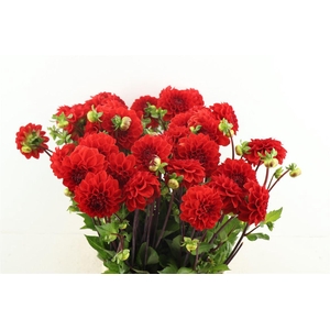 Dahl Red Cap