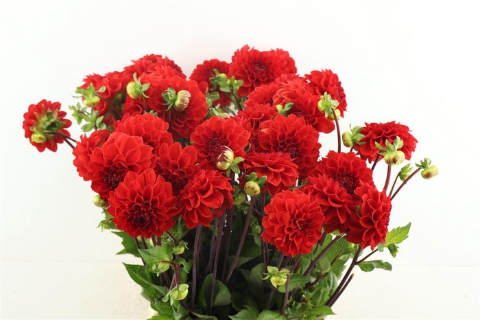 <h4>Dahl Red Cap</h4>