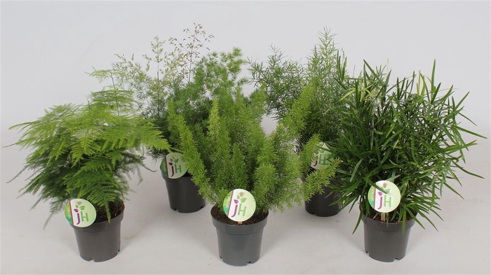 <h4>Asparagus Gemengd</h4>