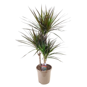 Dracaena marginata Magenta 45-25-10