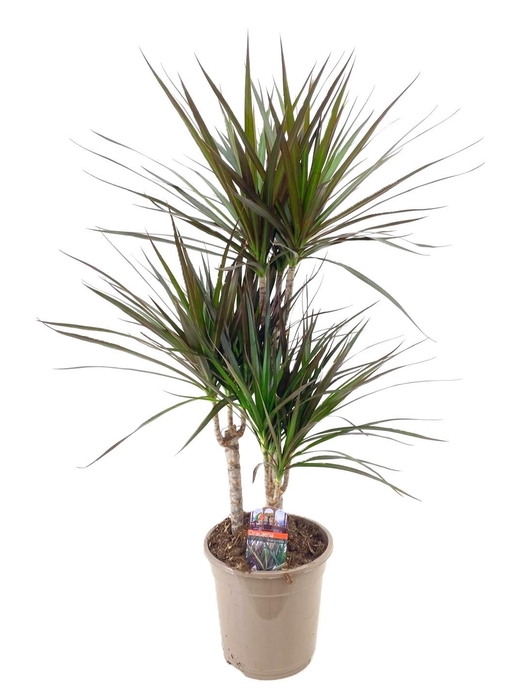 <h4>Dracaena marginata Magenta 45-25-10</h4>