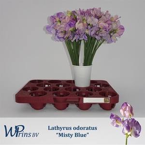 LATHYR MIST BLUE