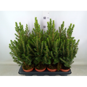Picea glauca 'Conica'
