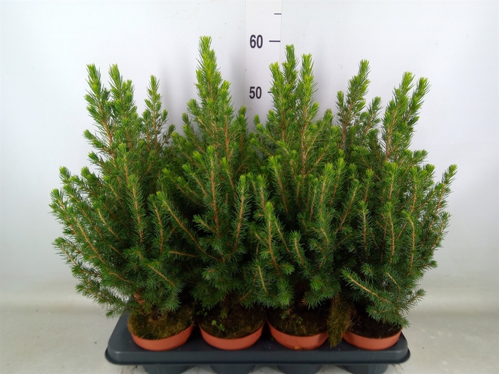 <h4>Picea glauca 'Conica'</h4>