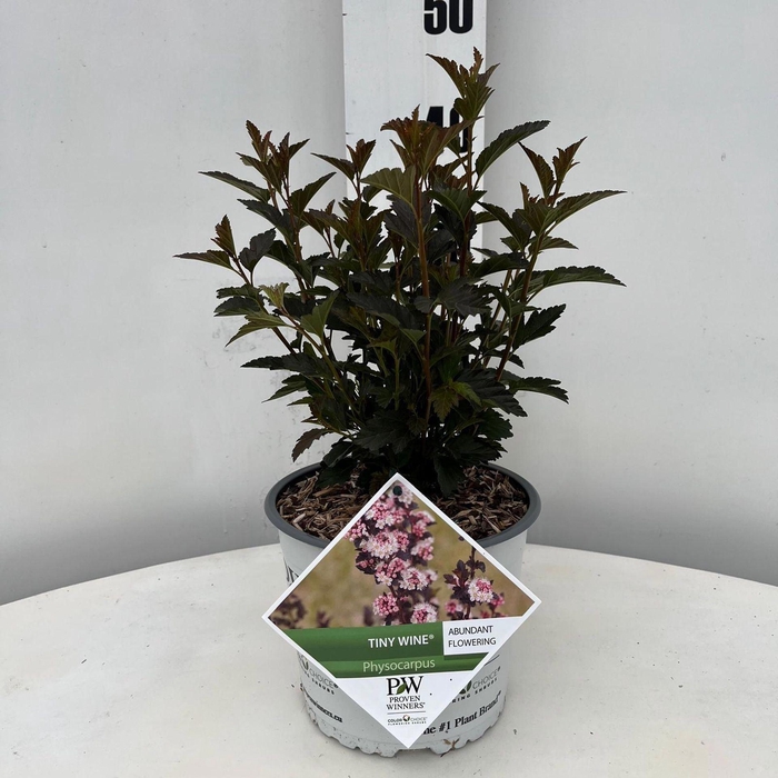<h4>Physocarpus opulifolius</h4>