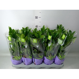 Zamioculcas zamiifolia