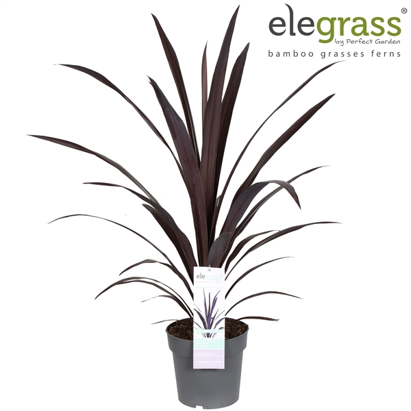 Cordyline 'Superstar' P23