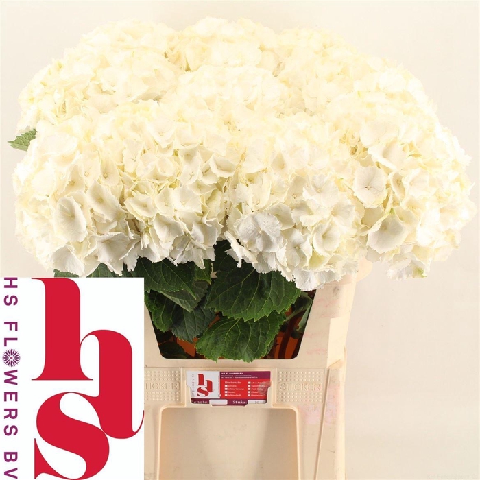 <h4>Hydr M Ch White Verena</h4>