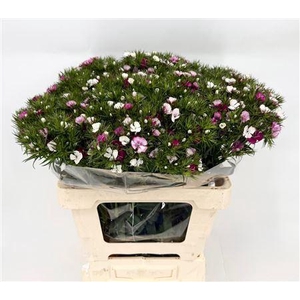 Di Barb Neon Duchesse X50