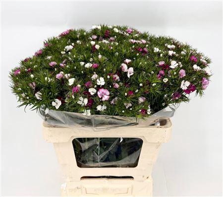 <h4>Dianthus Ba Duchesse X50</h4>