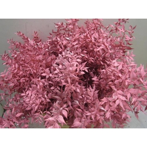 Ruscus Prik Rose Glitter