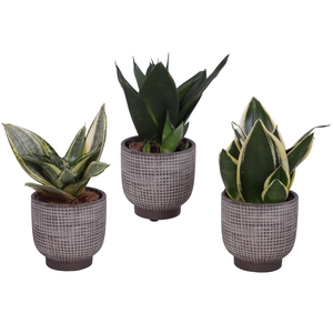 Sansevieria Compacta mix Ø09cm in Ø11cm Ceramic PL671