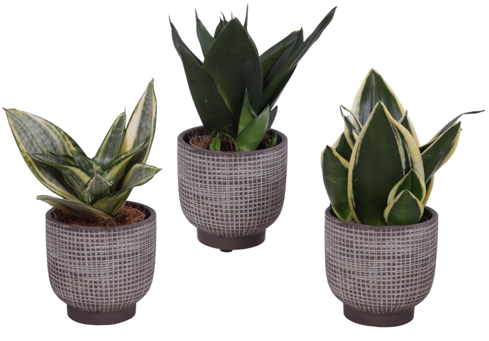 <h4>Sansevieria Compacta mix Ø09cm in Ø11cm Ceramic PL671</h4>