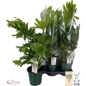 Philodendron selloum Little Hope 19Ø 65cm
