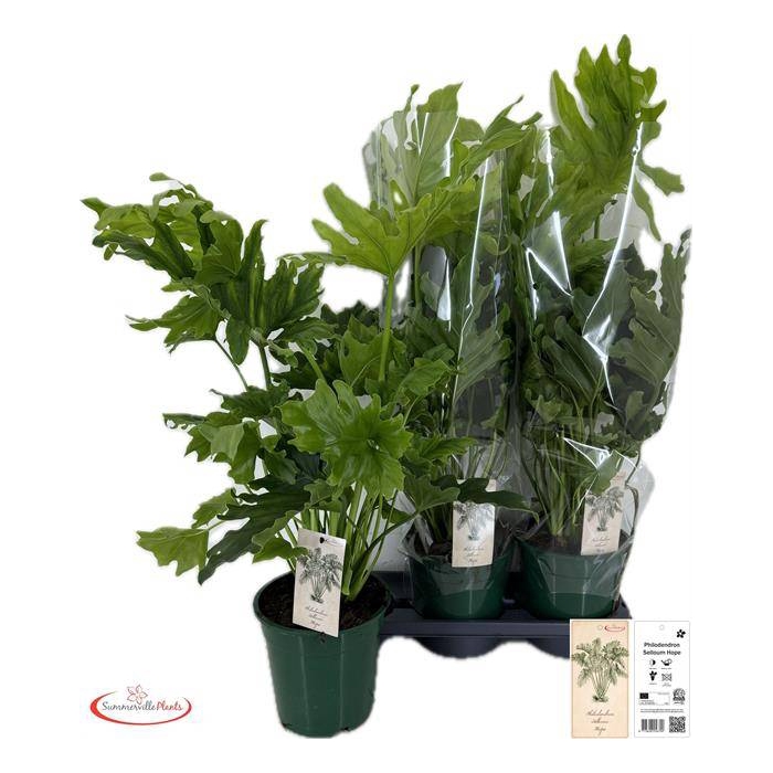 <h4>Philodendron selloum Little Hope 19Ø 65cm</h4>