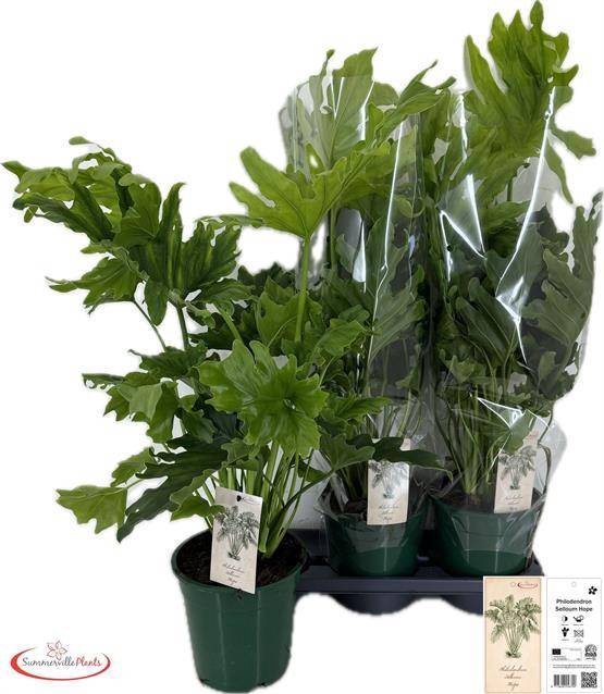 Philodendron selloum Little Hope 19Ø 65cm