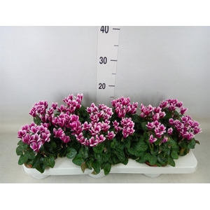 Cyclamen KL 'Snowridge Mini'