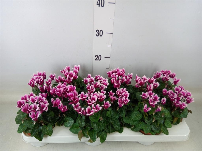 <h4>Cyclamen KL 'Snowridge Mini'</h4>