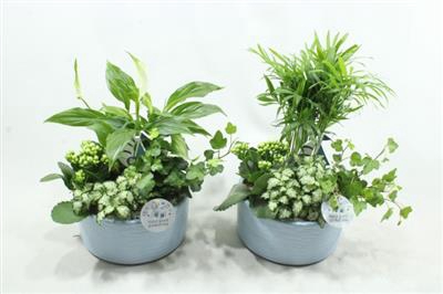 <h4>SC03 LOES BLUE MIX</h4>