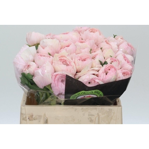 Ranunculus Clooney Lady Extra