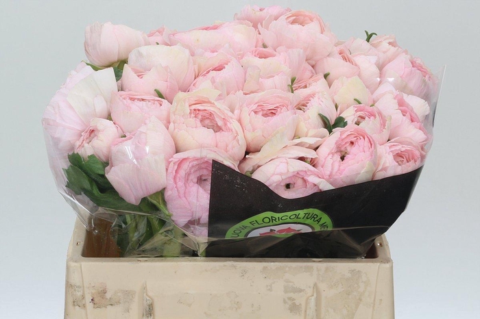 <h4>Ranunculus Clooney Lady Extra</h4>