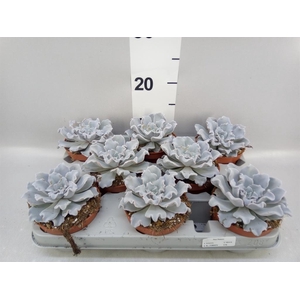 Echeveria   ...