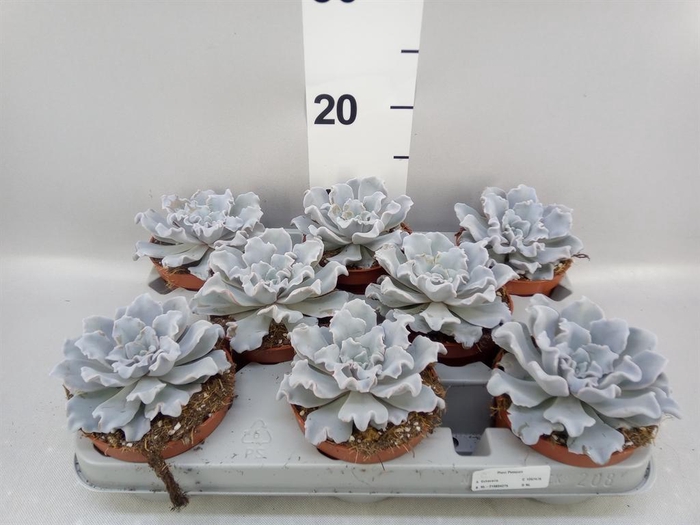 <h4>Echeveria   ...</h4>