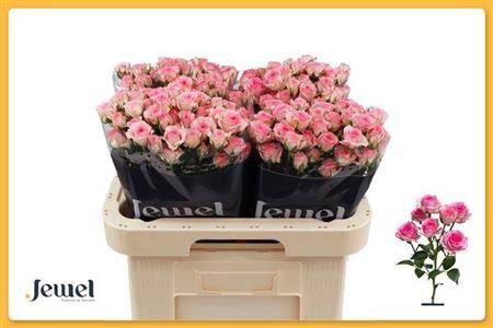 <h4>R Tr Tralala</h4>