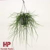 Rhipsalis floccosa hangpot