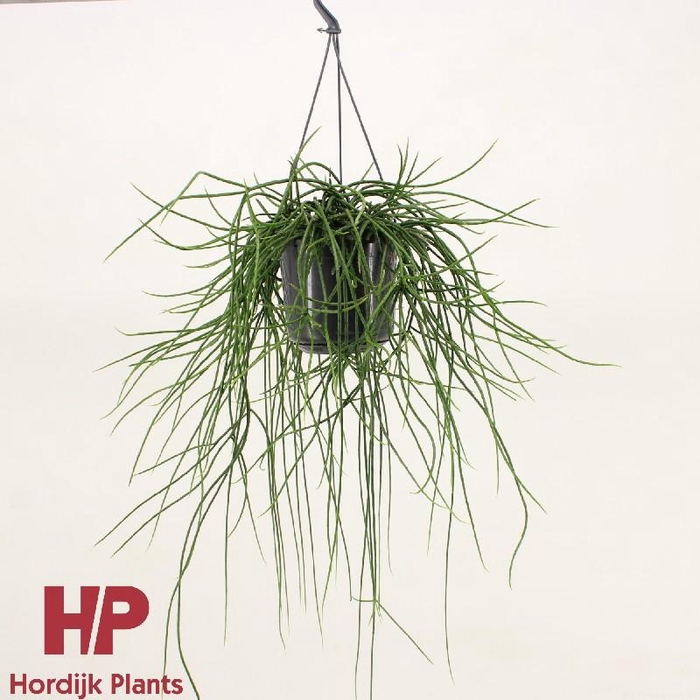 Rhipsalis floccosa hangpot