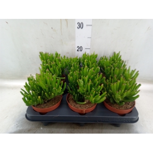 Crassula ovata 'Trompet'