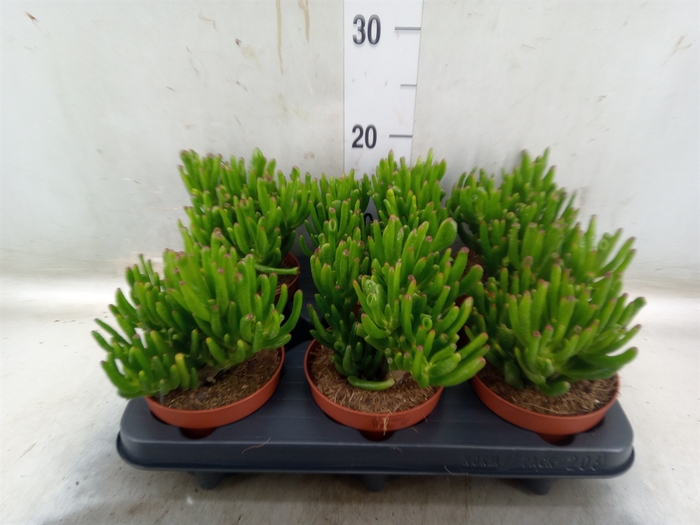 <h4>Crassula ovata 'Trompet'</h4>